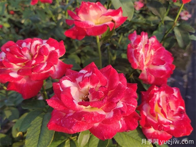 分享15種超香月季品種，香味控花友必備(圖3)