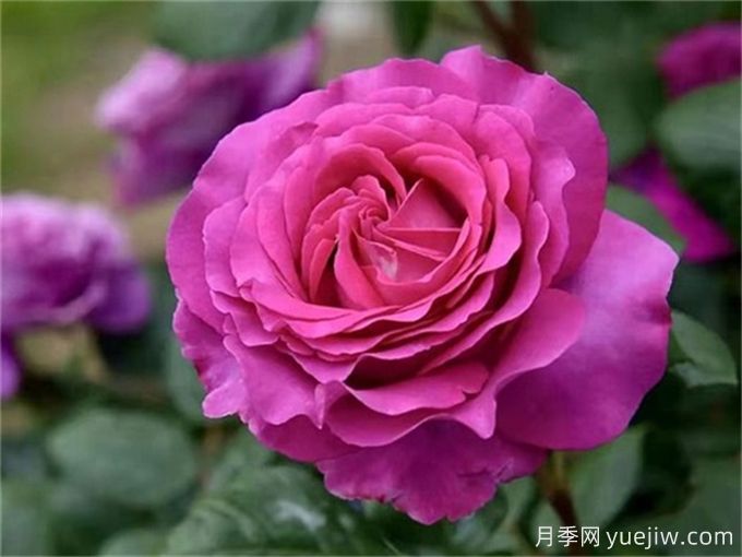 分享15種超香月季品種，香味控花友必備(圖4)