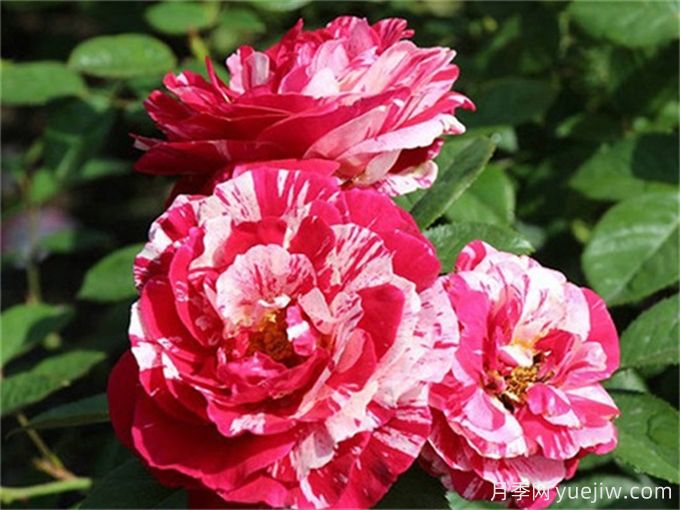 分享15種超香月季品種，香味控花友必備(圖5)