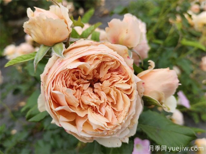 6個(gè)月季花品種，開(kāi)花又大又香皮實(shí)好養(圖1)