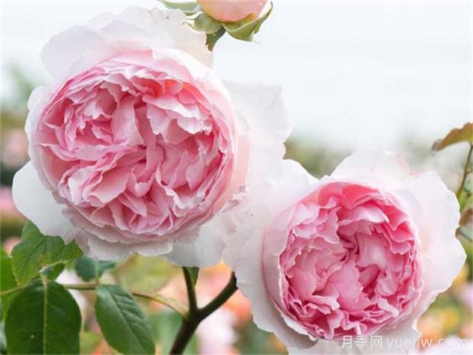 6個(gè)月季花品種，開(kāi)花又大又香皮實(shí)好養(圖2)