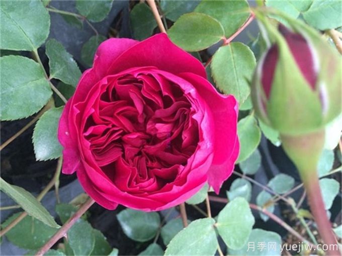 6個(gè)月季花品種，開(kāi)花又大又香皮實(shí)好養(圖3)