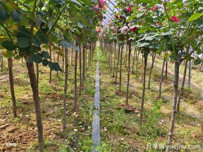 新移植樹(shù)木枯葉不落是什么原因？(圖1)