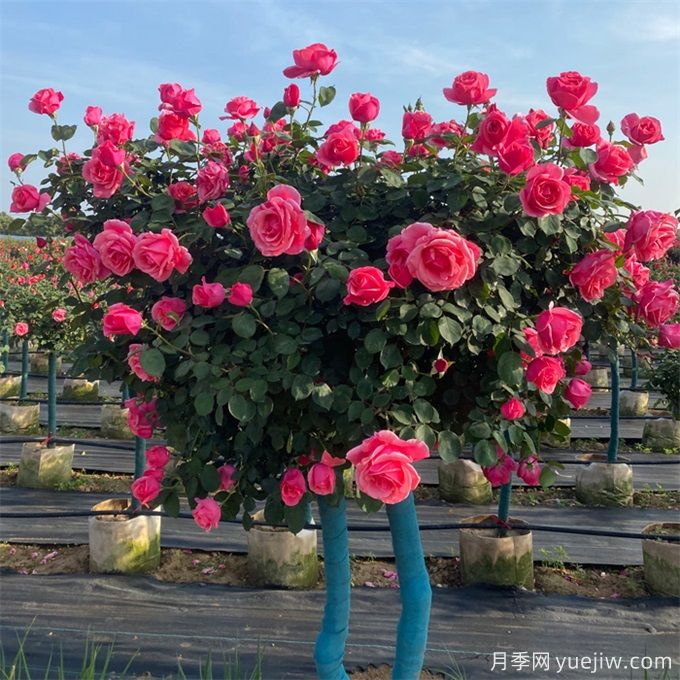 樹(shù)狀月季的培育要點(diǎn)有哪些？(圖1)