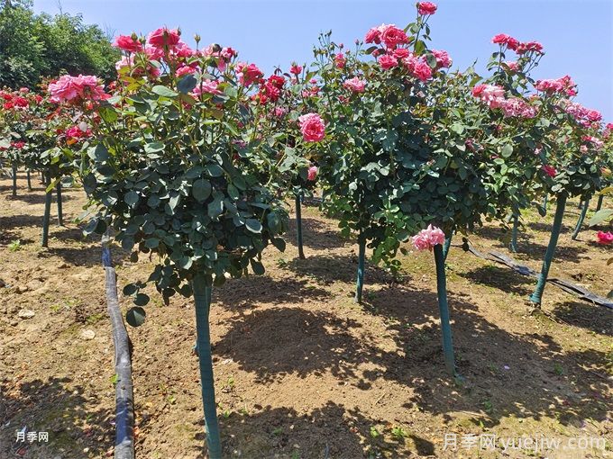 夏秋季節移植樹(shù)狀月季的養護管理(圖1)