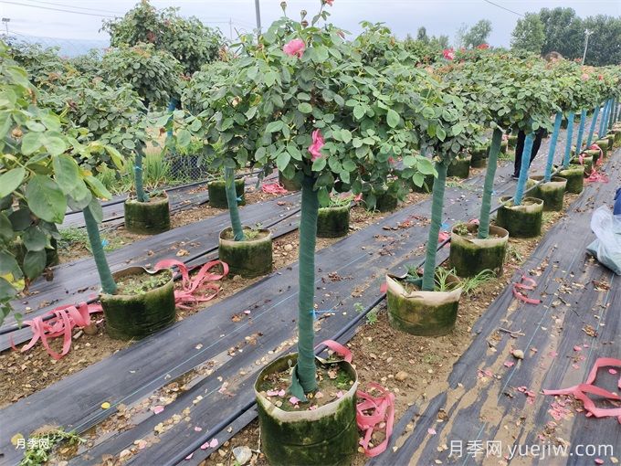 夏秋季節移植樹(shù)狀月季的養護管理(圖2)