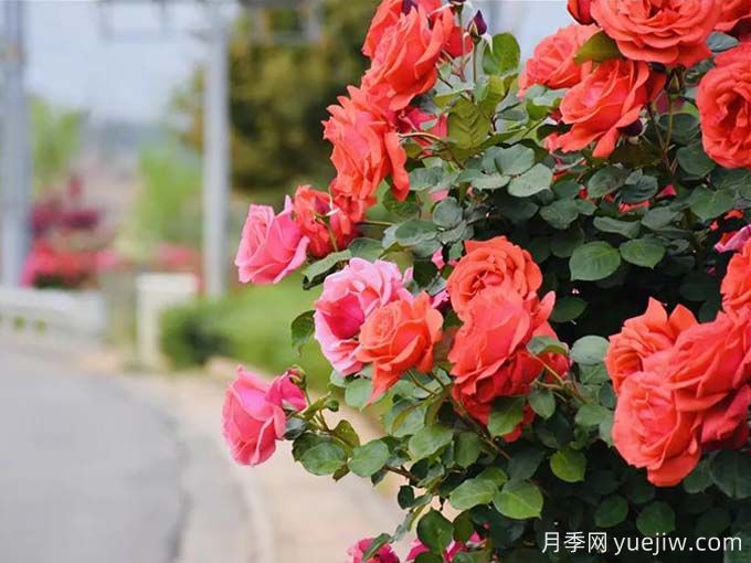 麗江月季應用和景觀(guān)圖集(圖1)