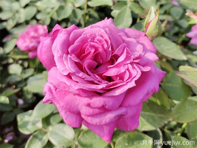 趙世偉：月季花開(kāi) 姿態(tài)萬(wàn)千(圖2)