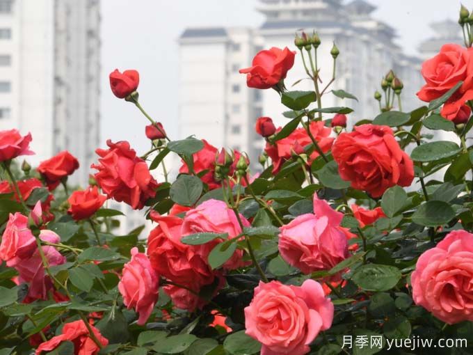 凱里月季市花文化和景觀(guān)圖集(圖1)
