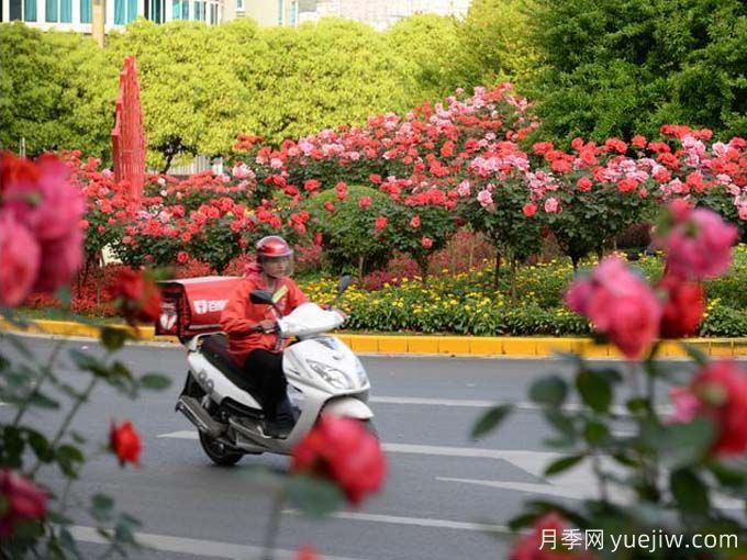 凱里月季市花文化和景觀(guān)圖集(圖3)