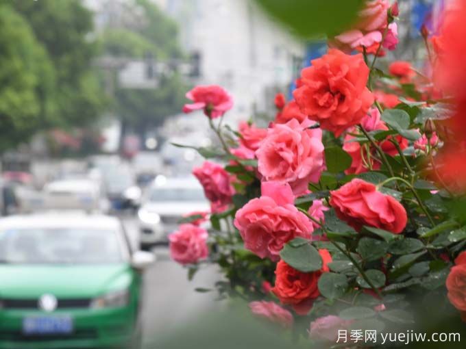 凱里月季市花文化和景觀(guān)圖集(圖2)