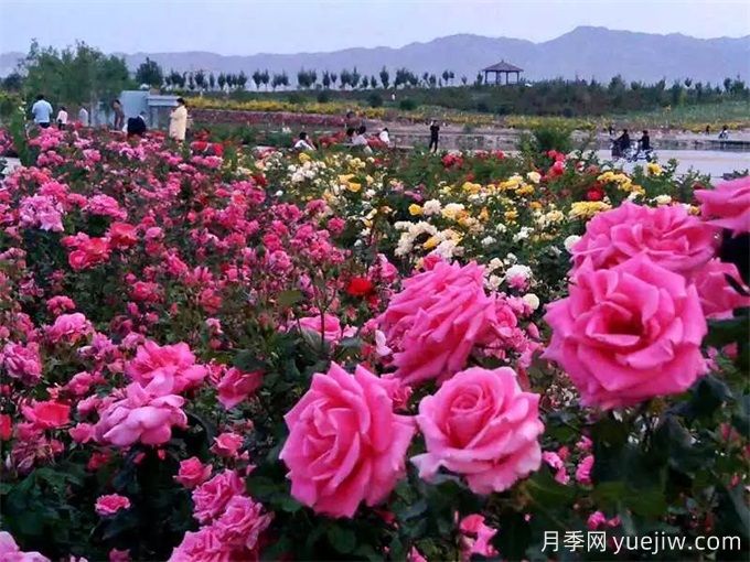 金昌月季市花文化和景觀(guān)圖集(圖1)
