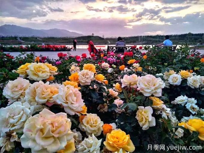 金昌月季市花文化和景觀(guān)圖集(圖2)