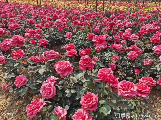 武威月季市花文化和景觀(guān)圖集(圖2)