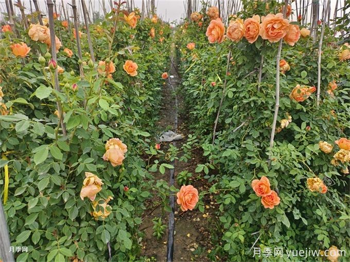 北方不同園林植物，秋季修剪時(shí)的修剪方法有什么不同？(圖2)