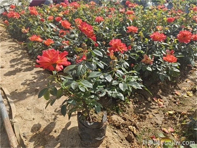 北方不同園林植物，秋季修剪時(shí)的修剪方法有什么不同？(圖3)