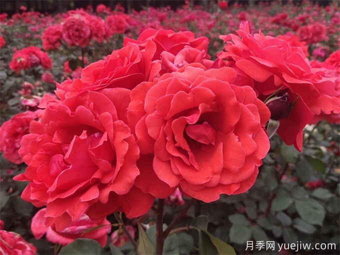 花友分享4個(gè)比較好養的月季(圖1)