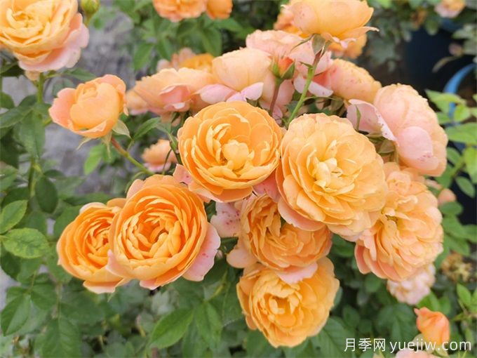 花友分享4個(gè)比較好養的月季(圖2)