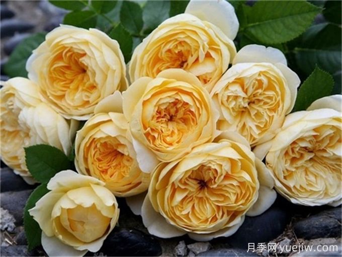 這6種月季開(kāi)花不斷，抗病性也很不錯(圖3)