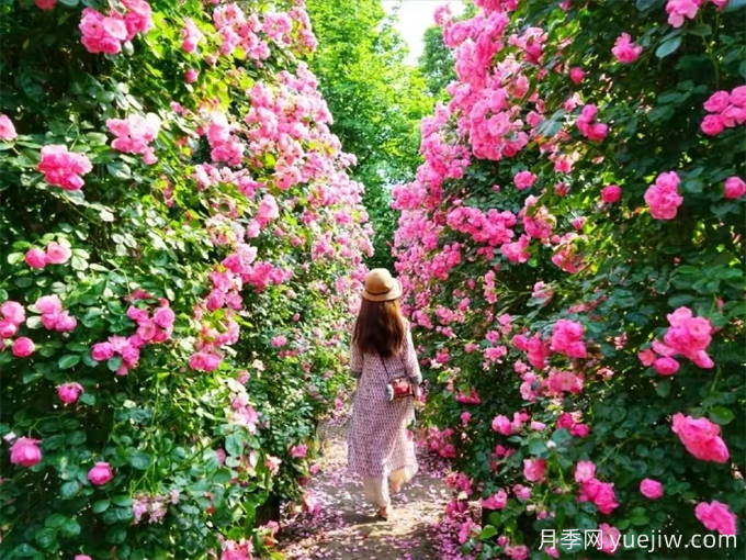 舞鋼百畝玫瑰月季花海醉美旅游文化節(圖3)