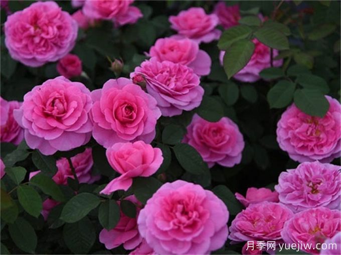 格特魯德杰基爾月季，花艷香濃，花期長(cháng)抗病強(圖3)