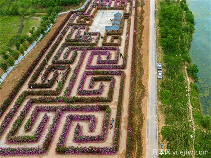阜陽(yáng)城北月季迷宮，7447平方米花墻等你賞(圖1)