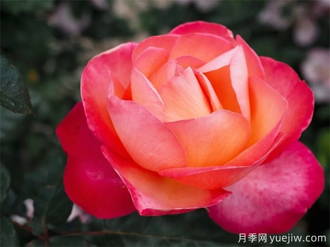 推薦10款玫昂的優(yōu)秀月季，懶人月季天花板(圖6)