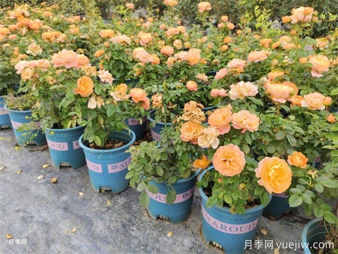 微型月季花（鉆石月季）怎么養？(圖2)
