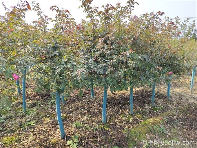 秋分將至，苗木栽植技巧請注意(圖1)