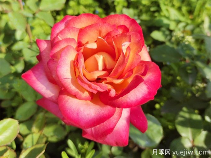 88個(gè)花卉基本知識點(diǎn)，必須收藏(圖1)