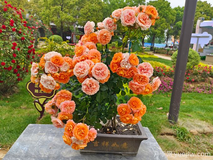 88個(gè)花卉基本知識點(diǎn)，必須收藏(圖2)