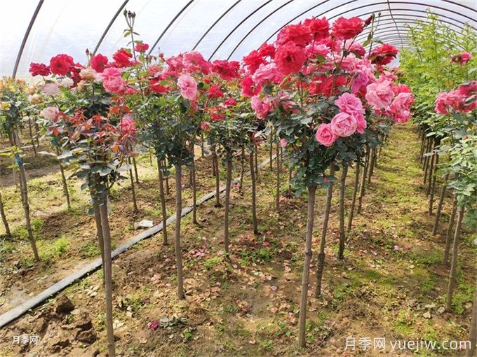 88個(gè)花卉基本知識點(diǎn)，必須收藏(圖3)