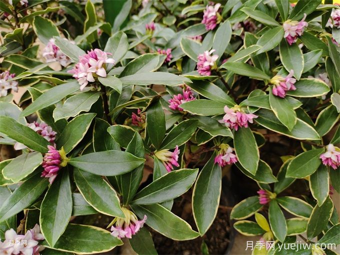 20種耐寒的花卉，讓冬天也能花開(kāi)燦爛(圖1)
