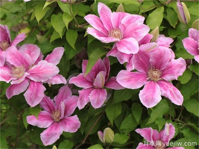 20種耐寒的花卉，讓冬天也能花開(kāi)燦爛(圖2)