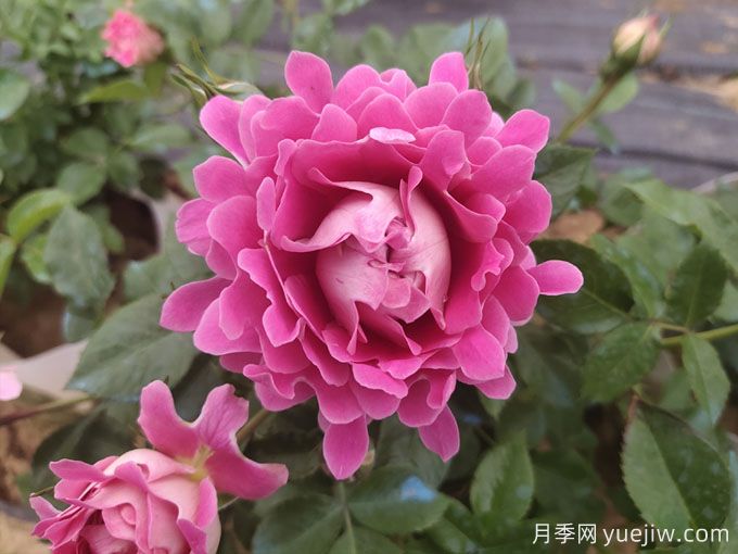 夢(mèng)幻褶邊月季，獨特花型，香氣四溢(圖3)