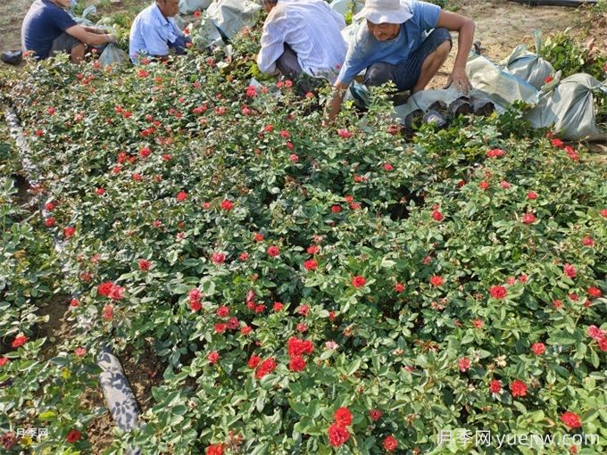 秋分將至，苗木栽植技巧(圖1)