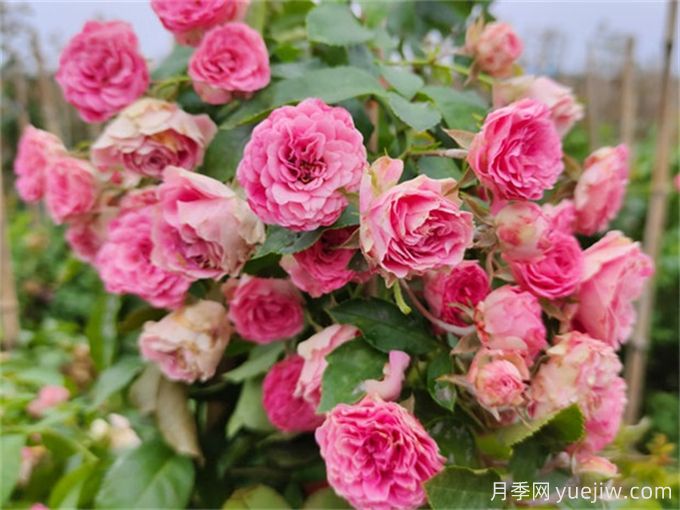 爬藤能力強的四種月季，長(cháng)勢快花量大(圖3)