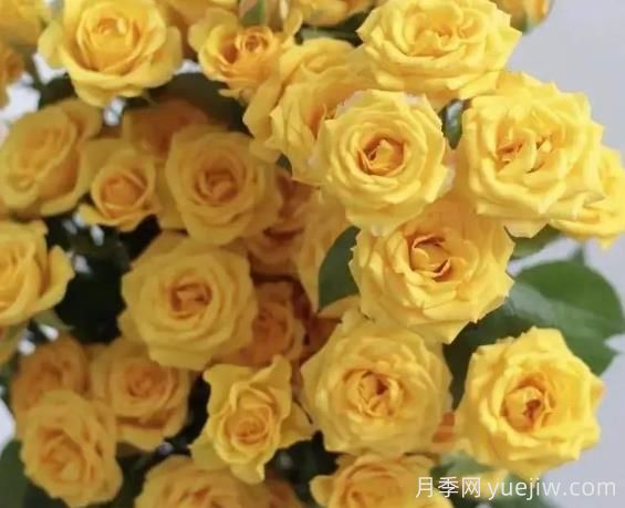 夢(mèng)幻芭比月季，夢(mèng)幻般明亮的黃色芭比(圖1)