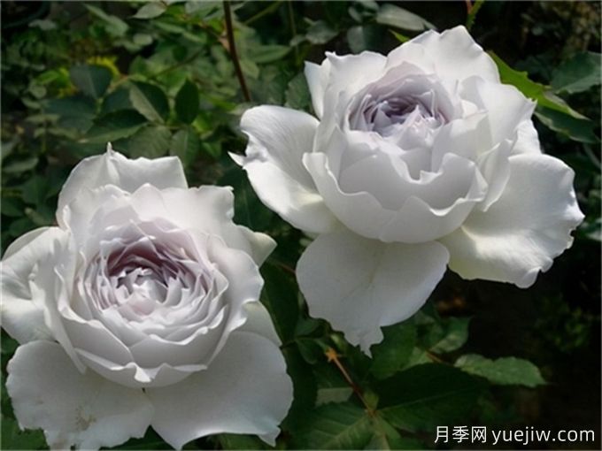 令人無(wú)法抗拒的藍色月季品種合集(圖2)