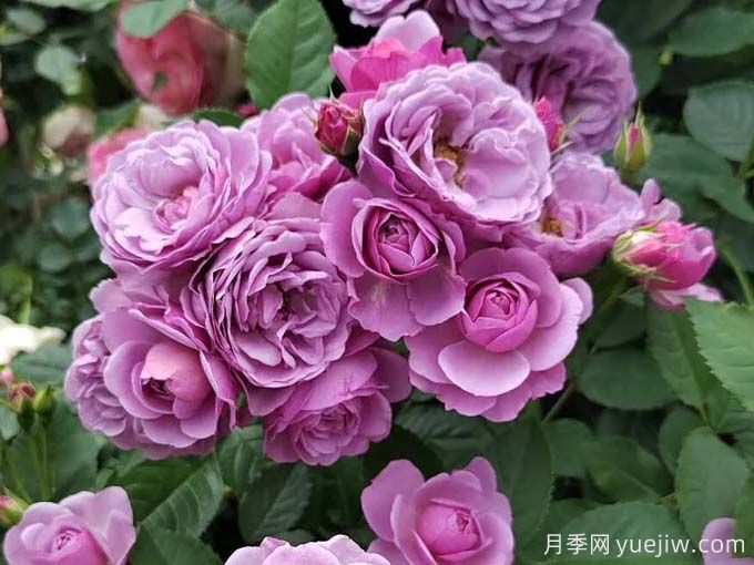 令人無(wú)法抗拒的藍色月季品種合集(圖4)