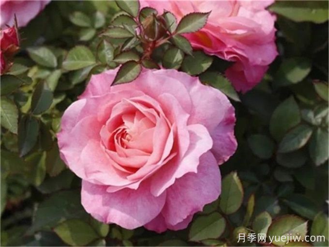 海神王陽(yáng)臺月季，花量豐富花期長(cháng)，陽(yáng)臺黨喜愛(ài)(圖1)