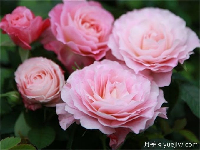 海神王陽(yáng)臺月季，花量豐富花期長(cháng)，陽(yáng)臺黨喜愛(ài)(圖2)