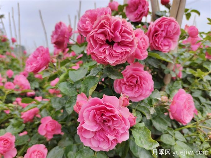 粉色達芬奇月季，花量大一枝多頭的小型藤本月季(圖1)