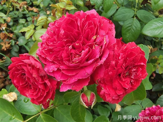 常見(jiàn)園林植物整形修剪—?現代月季(圖1)