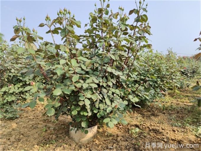 常見(jiàn)園林植物整形修剪—?現代月季(圖2)