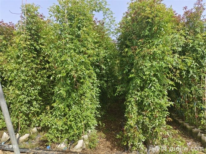 常見(jiàn)園林植物整形修剪—?現代月季(圖4)