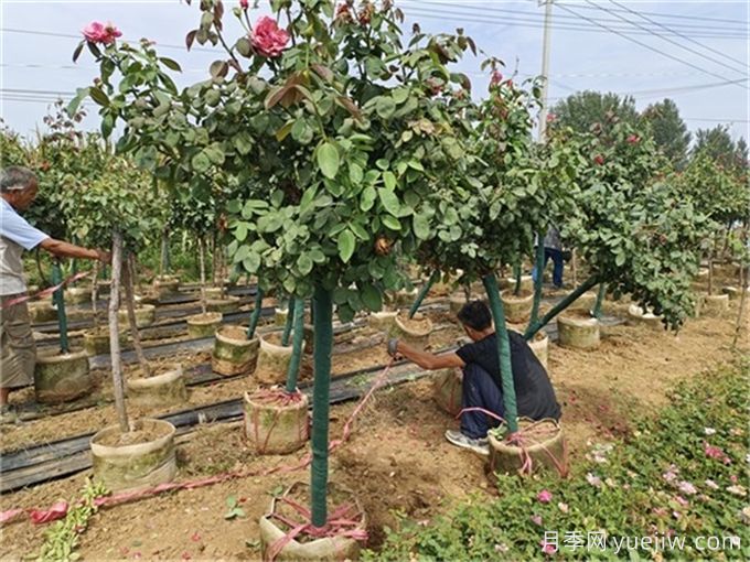 常見(jiàn)園林植物整形修剪—?現代月季(圖3)