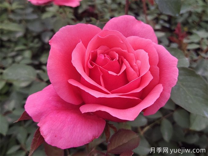 推薦10種大花月季，每一款開(kāi)花鮮艷，香味清新(圖1)