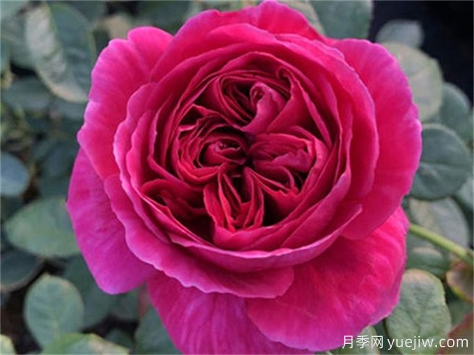 伊芙酒窖月季，花香迷人養護簡(jiǎn)單(圖1)