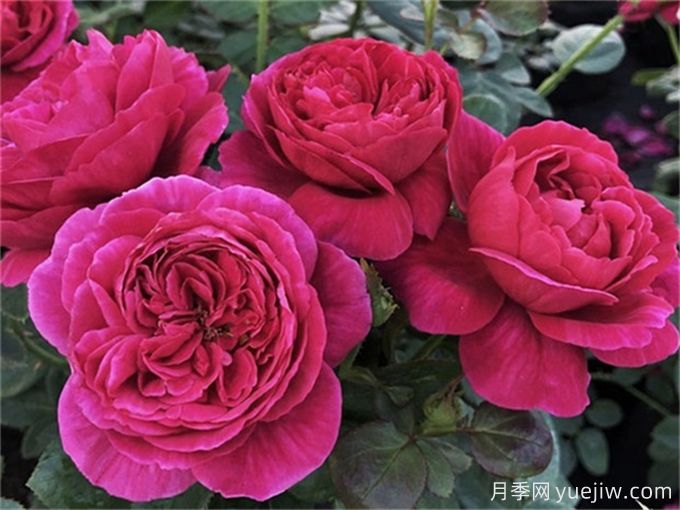 伊芙酒窖月季，花香迷人養護簡(jiǎn)單(圖2)